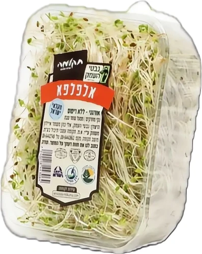 נבטי אלפלפא